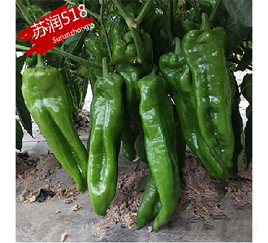 蘇潤518-辣椒種子-蘇潤種業(yè)