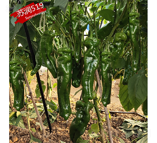 蘇潤(rùn)519-辣椒種子-蘇潤(rùn)種業(yè)
