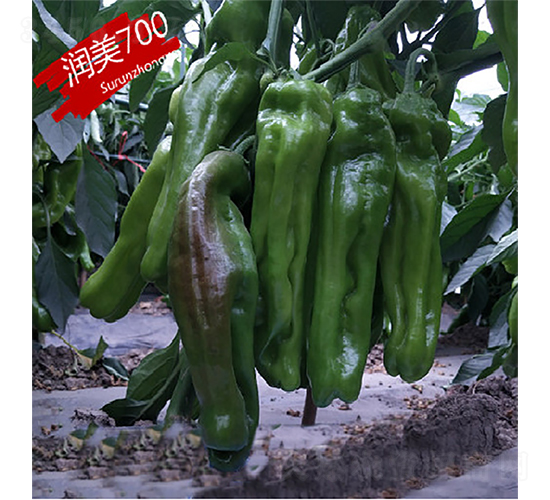 蘇潤(rùn)700-辣椒種子-蘇潤(rùn)種業(yè)