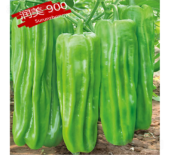 蘇潤(rùn)900-辣椒種子-蘇潤(rùn)種業(yè)