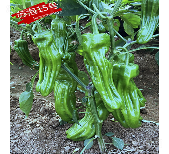 蘇泡15號(hào)-辣椒種子-蘇潤(rùn)種業(yè)