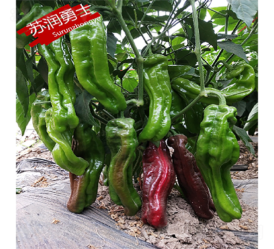 蘇潤(rùn)勇士-辣椒種子-蘇潤(rùn)種業(yè)
