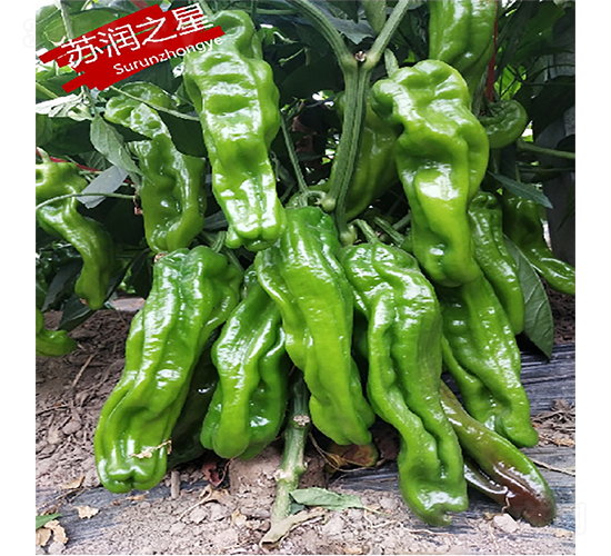 蘇潤之星-辣椒種子-蘇潤種業(yè)