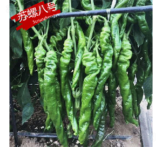 蘇螺八號-辣椒種子-蘇潤種業(yè)
