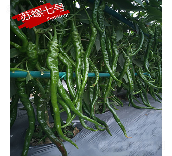 蘇螺七號-辣椒種子-蘇潤種業(yè)
