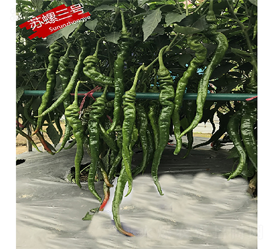 蘇螺三號(hào)-辣椒種子-蘇潤(rùn)種業(yè)