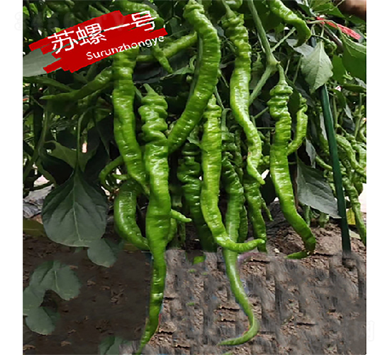 蘇螺一號-辣椒種子-蘇潤種業(yè)