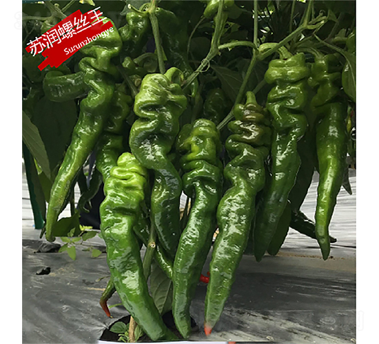 蘇潤螺絲王-辣椒種子-蘇潤種業(yè)