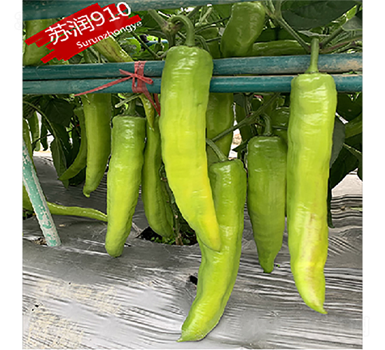 蘇潤910-辣椒種子-蘇潤種業(yè)