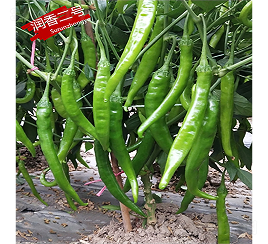 潤香二號(hào)-辣椒種子-蘇潤種業(yè)