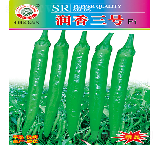 潤香三號-辣椒種子-蘇潤種業(yè)