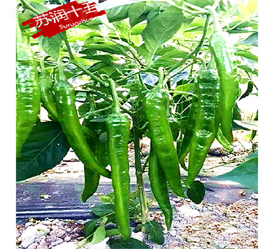 蘇潤十五-辣椒種子-蘇潤種業(yè)