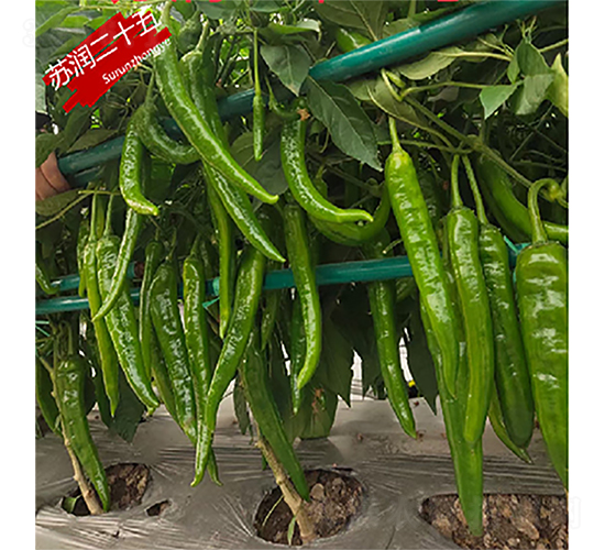 蘇潤二十五-辣椒種子-蘇潤種業(yè)