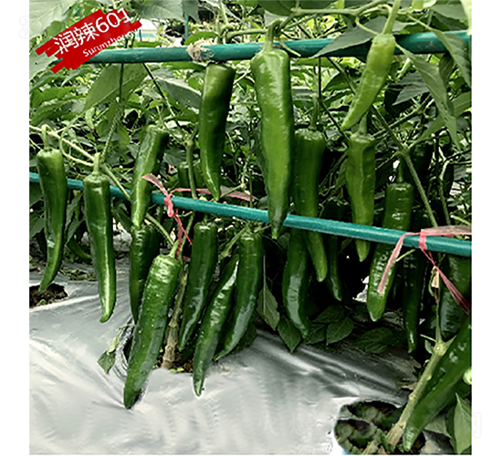 潤(rùn)辣601-辣椒種子-蘇潤(rùn)種業(yè)