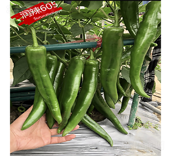 潤(rùn)辣605-辣椒種子-蘇潤(rùn)種業(yè)