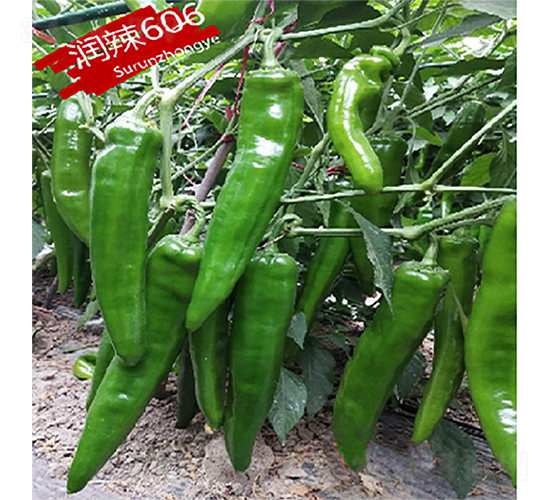 ��(r��n)��606-�����N��-�K��(r��n)�N�I(y��)