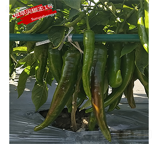 極早尖椒王1號-辣椒種子-蘇潤種業(yè)