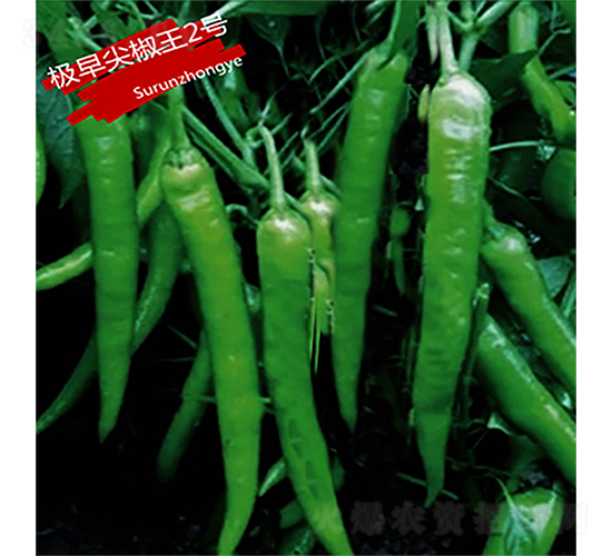 極早尖椒王2號-辣椒種子-蘇潤種業(yè)