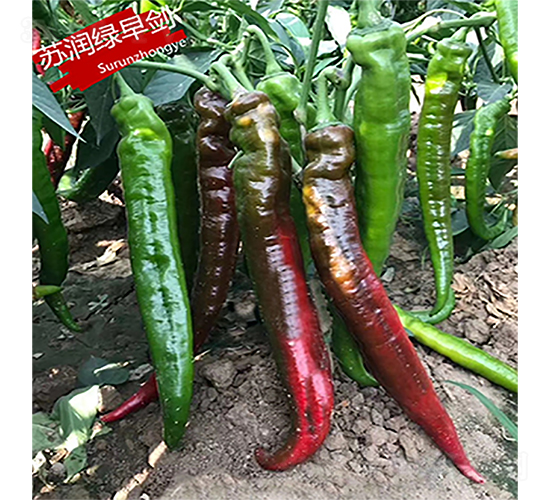 蘇潤(rùn)綠早劍-辣椒種子-蘇潤(rùn)種業(yè)