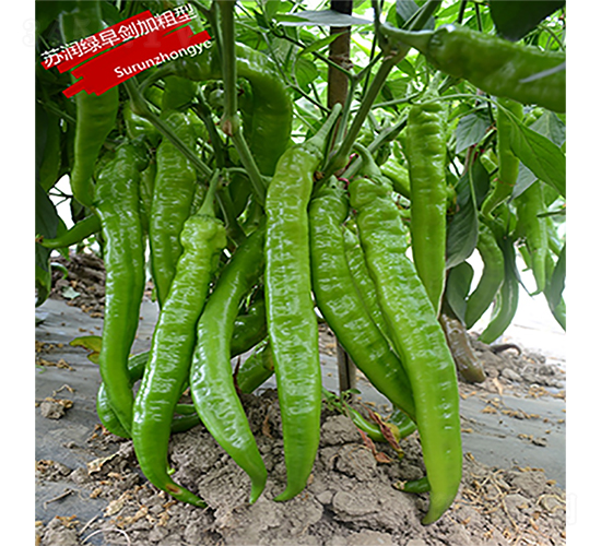 蘇潤綠早劍（加粗型）-辣椒種子-蘇潤種業(yè)