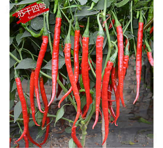 蘇干四號(hào)-辣椒種子-蘇潤(rùn)種業(yè)