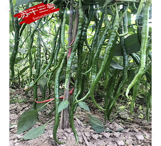 蘇干三號-辣椒種子-蘇潤種業(yè)