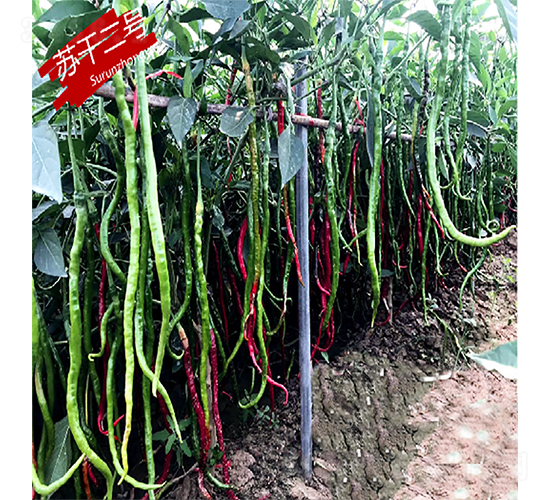蘇干二號-辣椒種子-蘇潤種業(yè)