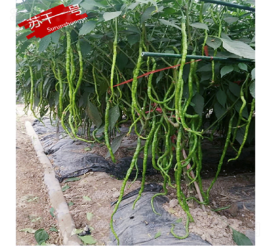 蘇干一號-辣椒種子-蘇潤種業(yè)