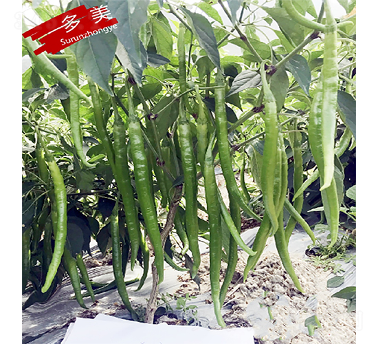 多美-辣椒種子-蘇潤種業(yè)