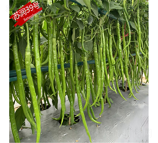 蘇潤39號-辣椒種子-蘇潤種業(yè)