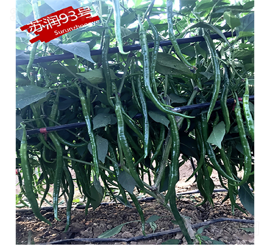蘇潤93號-辣椒種子-蘇潤種業(yè)