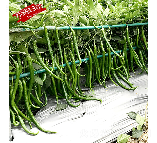 蘇潤1301-辣椒種子-蘇潤種業(yè)