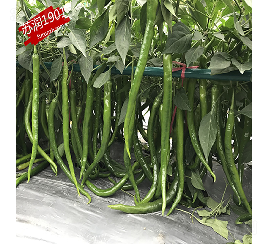 蘇潤(rùn)1901-辣椒種子-蘇潤(rùn)種業(yè)