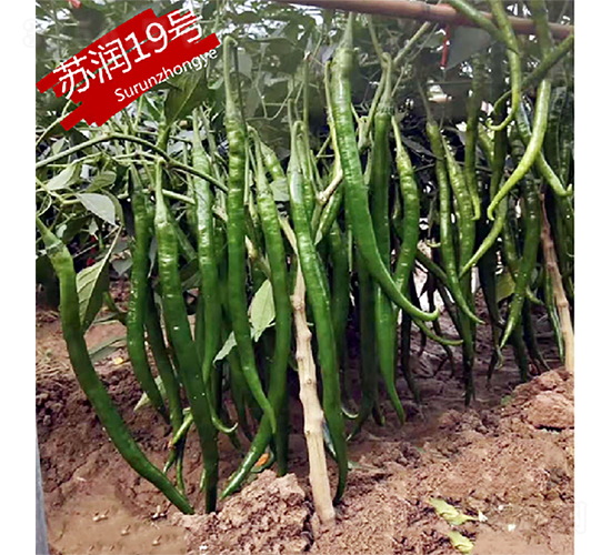 蘇潤19號-辣椒種子-蘇潤種業(yè)