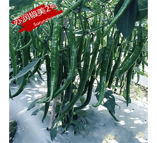 蘇潤(rùn)椒美2號(hào)-辣椒種子-蘇潤(rùn)種業(yè)