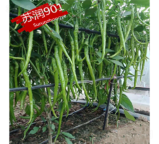 蘇潤901-辣椒種子-蘇潤種業(yè)