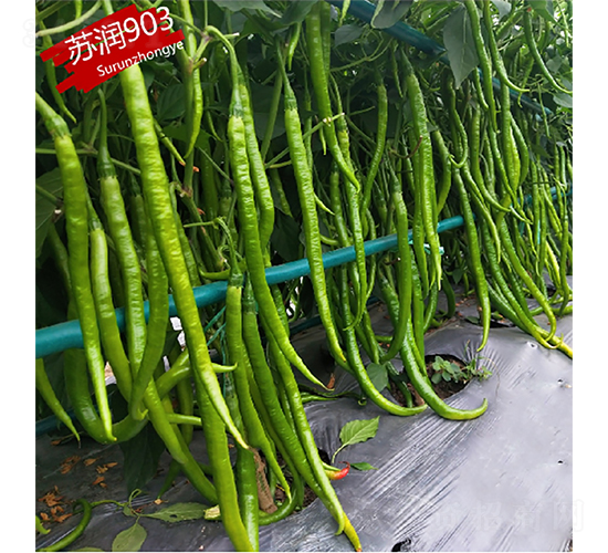 蘇潤903-辣椒種子-蘇潤種業(yè)