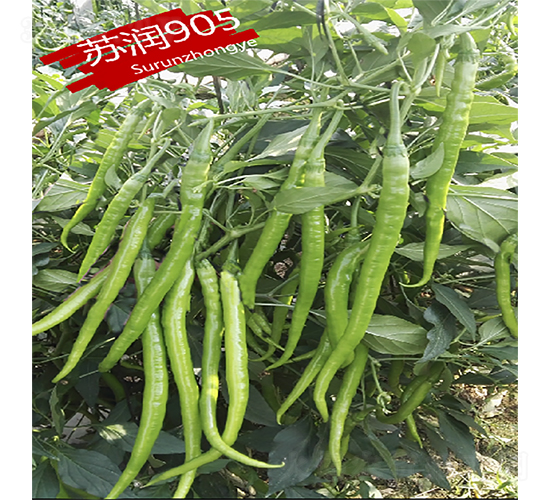 蘇潤(rùn)905-辣椒種子-蘇潤(rùn)種業(yè)