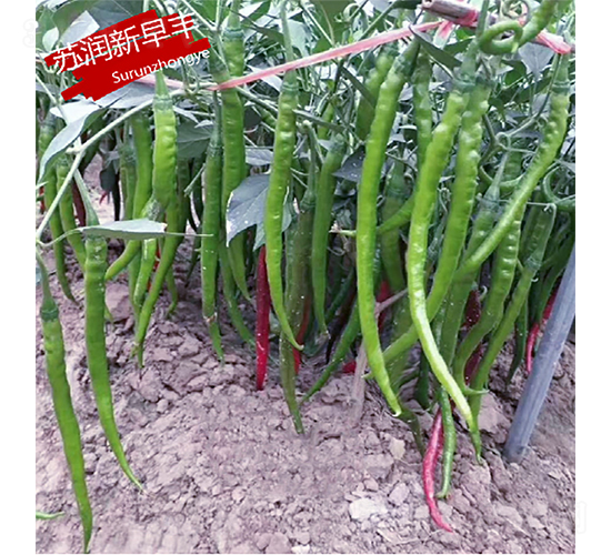 蘇潤新早豐-辣椒種子-蘇潤種業(yè)