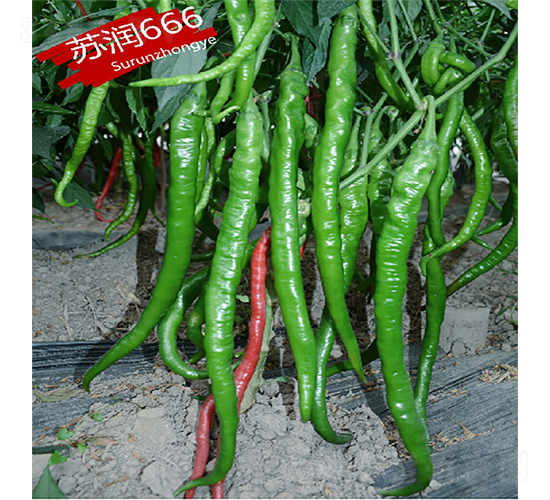 蘇潤666-辣椒種子-蘇潤種業(yè)