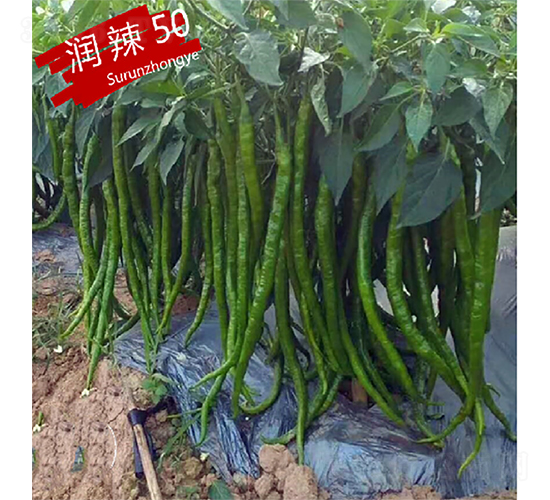 潤辣50-辣椒種子-蘇潤種業(yè)