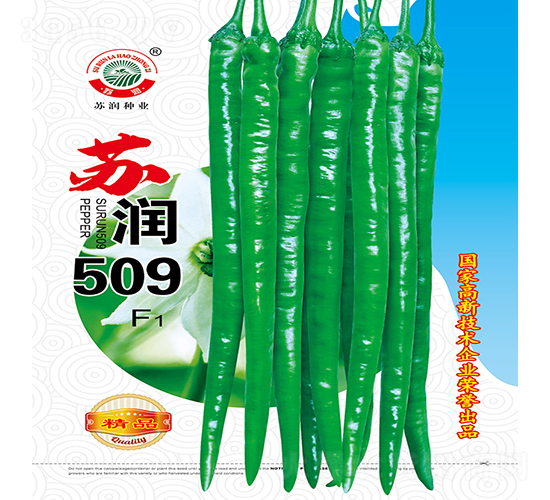蘇潤509-辣椒種子-蘇潤種業(yè)