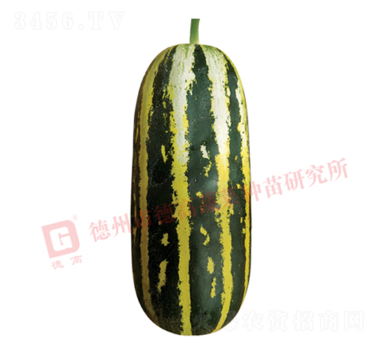 德高S120甜瓜-甜瓜種子-德高種業(yè)