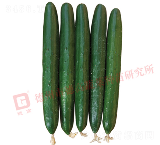 德高華玉6號黃瓜-黃瓜種子-德高種業(yè)