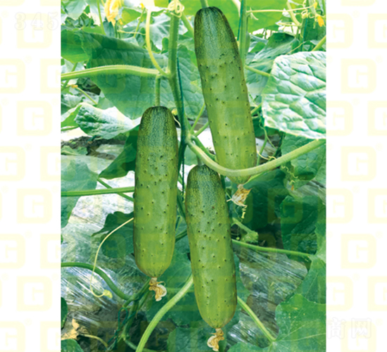 �¸�985�S��-�S�ϷN��-�¸߷N�I(y��)