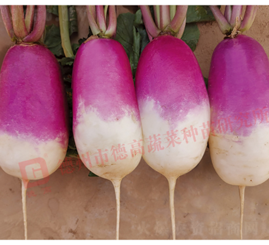 һ�c(di��n)�t�}��-R275-�}���N��-�¸߷N�I(y��)