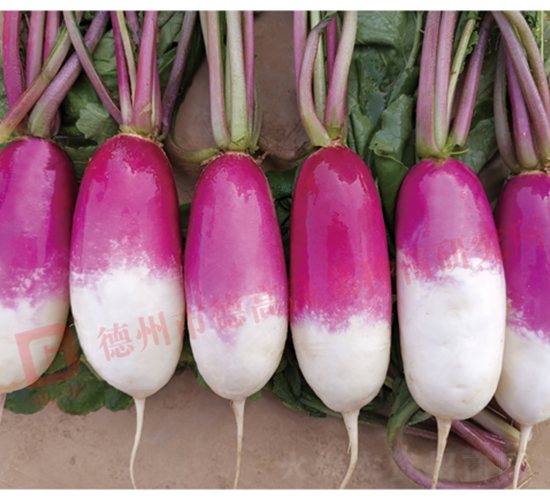 一點紅蘿卜-RS60-蘿卜種子-德高種業(yè)