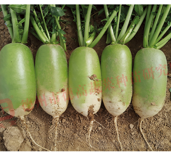 黃綠皮蘿卜-德高勝寶蘿-蘿卜種子-德高種業(yè)