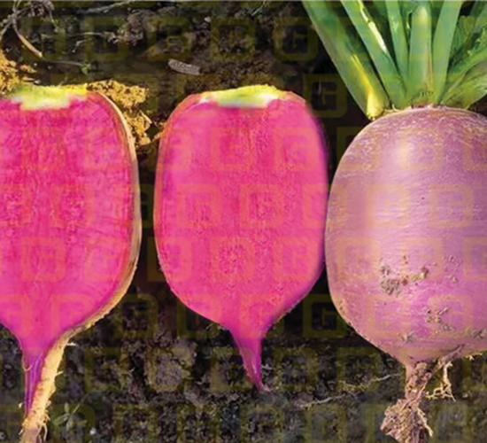 ��Ƥˮ���}��-�¸�R203-�}���N��-�¸߷N�I(y��)