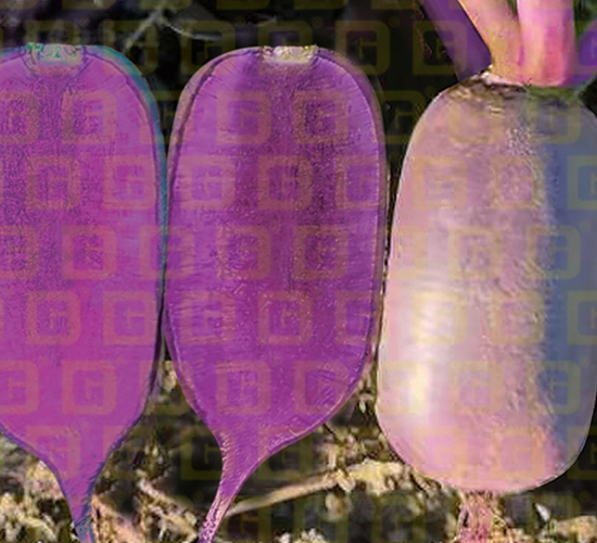 ��Ƥ����ˮ���}��-�¸�R196-�}���N��-�¸߷N�I(y��)